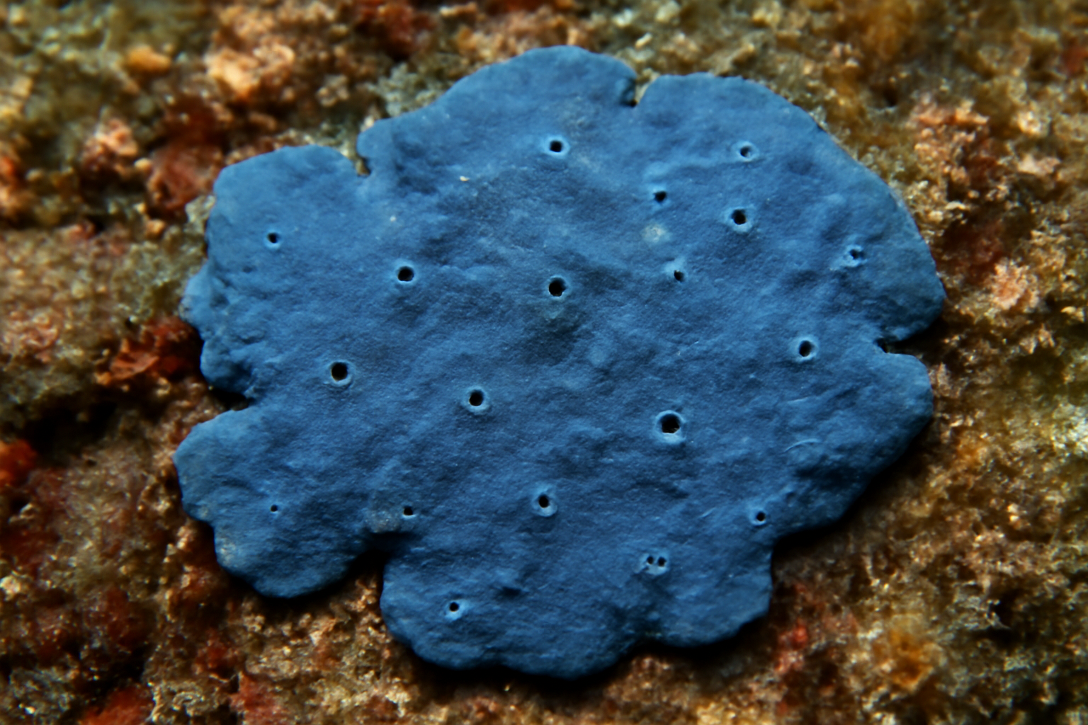 Blue Encrusting Sponge
