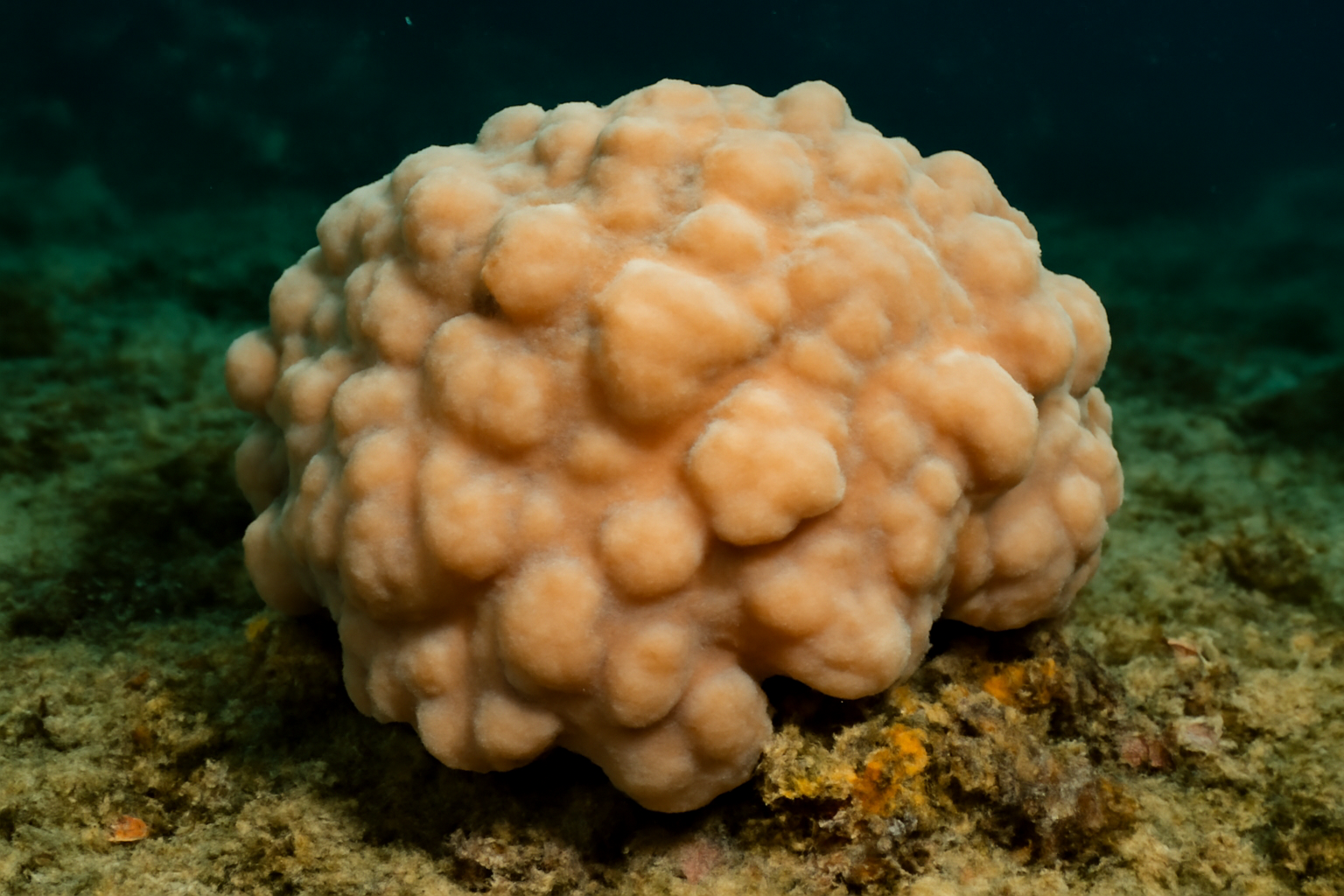 Lumpy overgrowing sponge