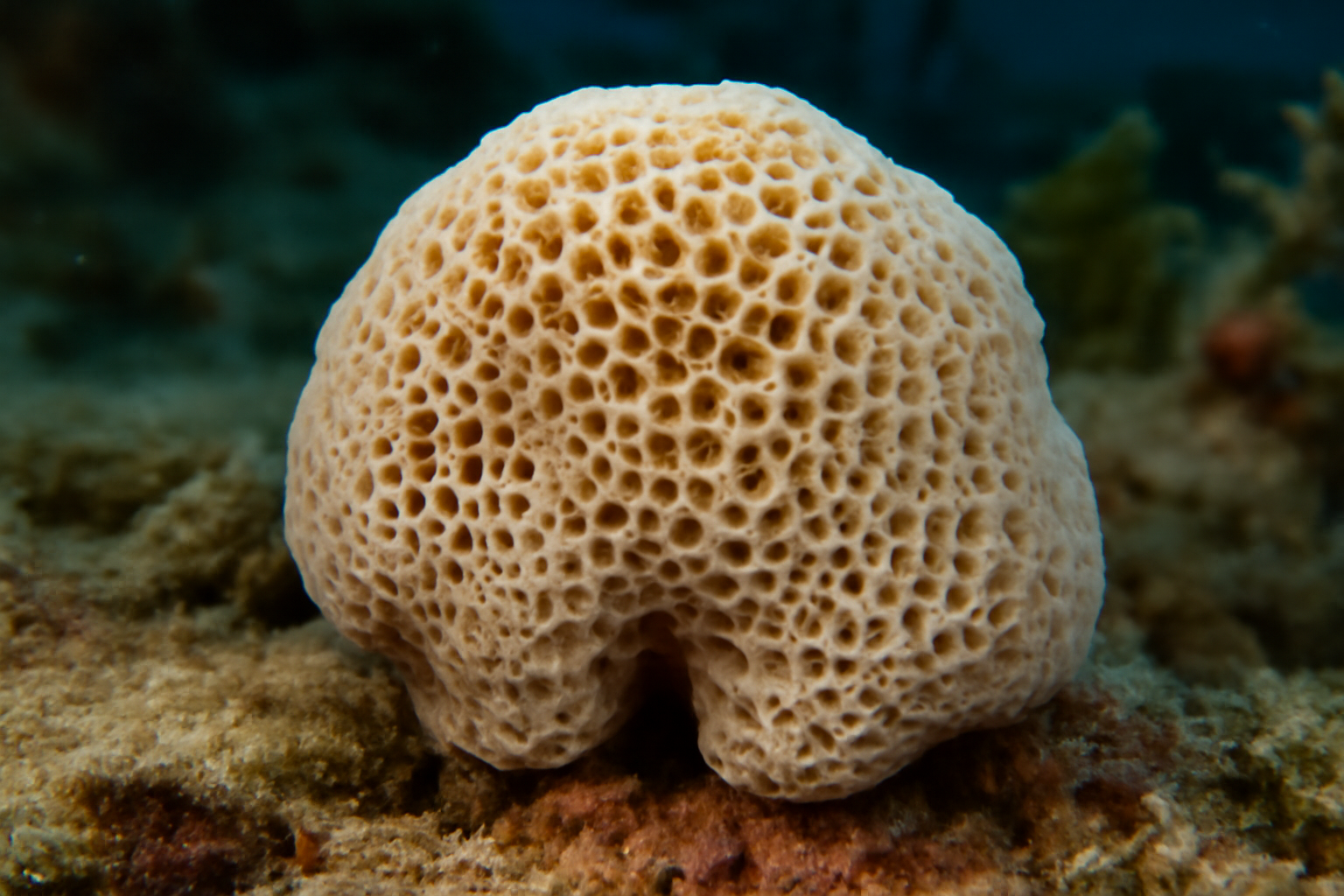 Soft honeycomb sponge