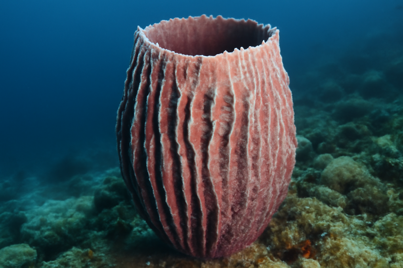 Giant sponge