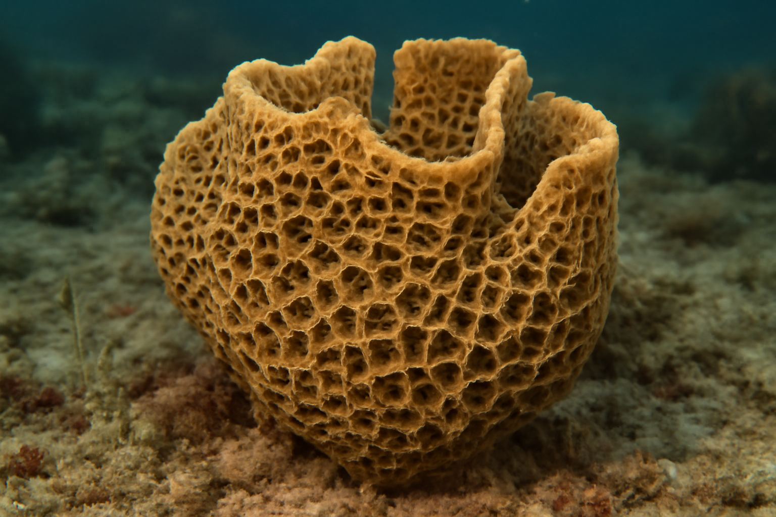 Thick-mesh sponge