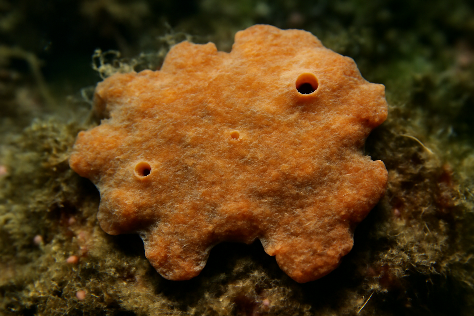 Crusty sponge