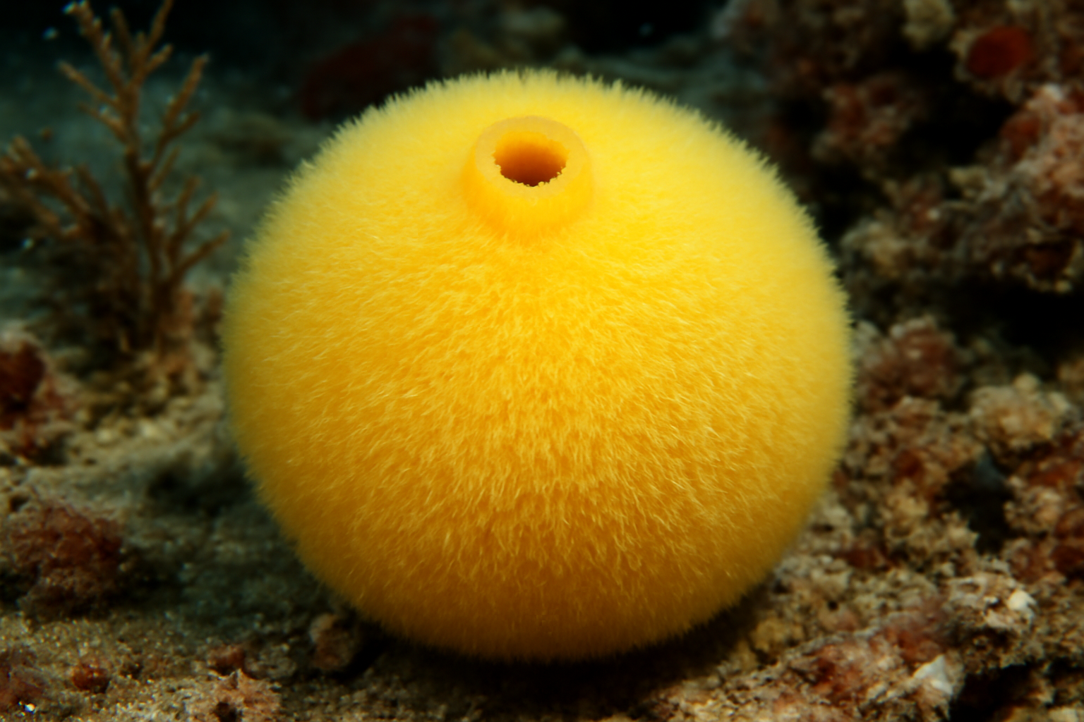 Yellow Puffball Sponge