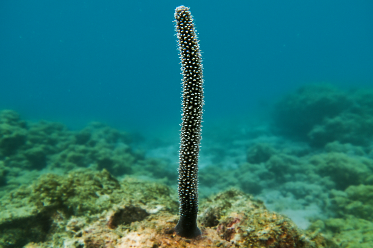 Giant Black Sea Rod