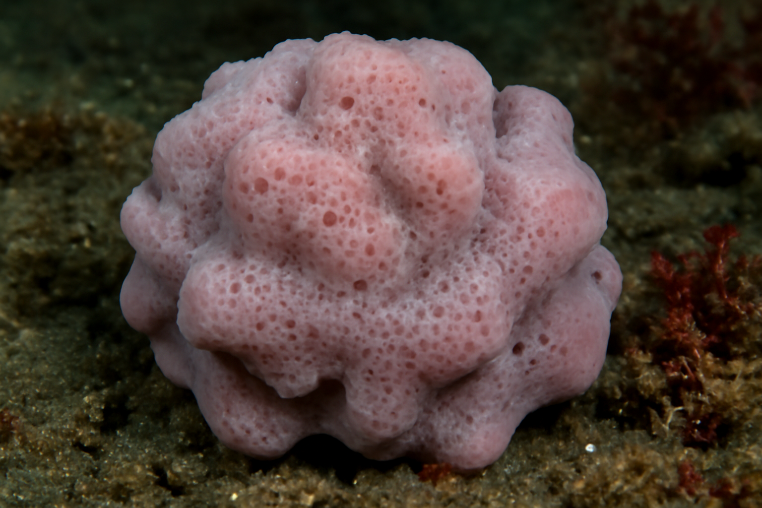 Rosy Slime Sponge