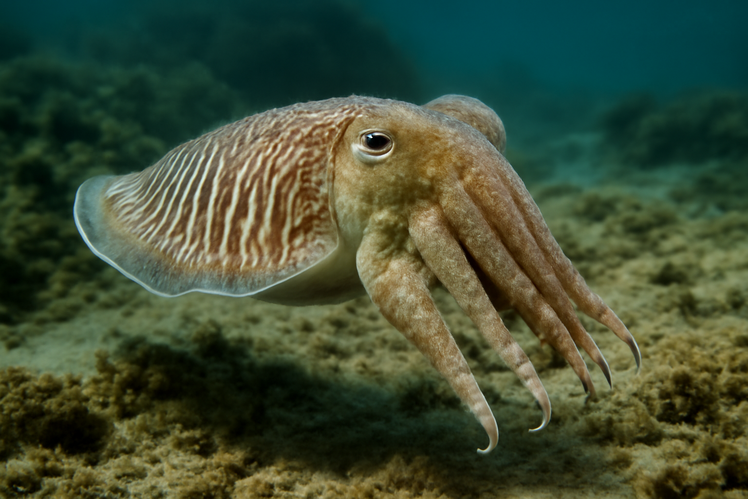 Common Cuttlefish
