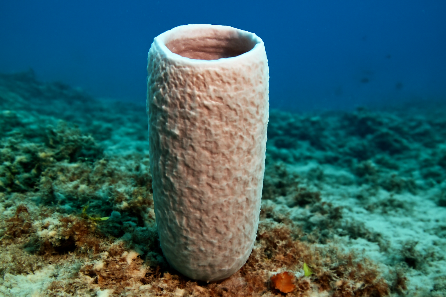 Cylindrical Sponge