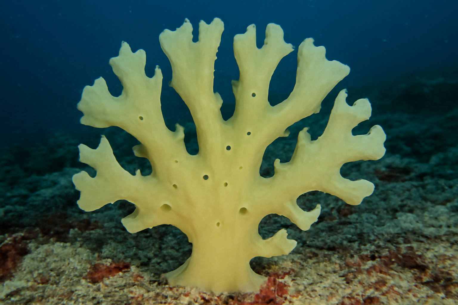 Antarctic dendrilla sponge
