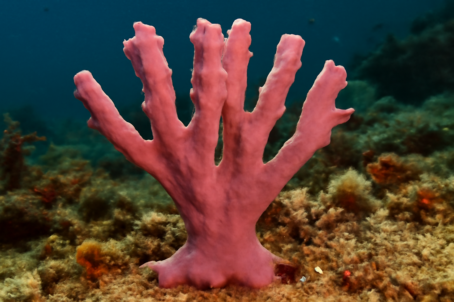 Rosy dendrilla sponge