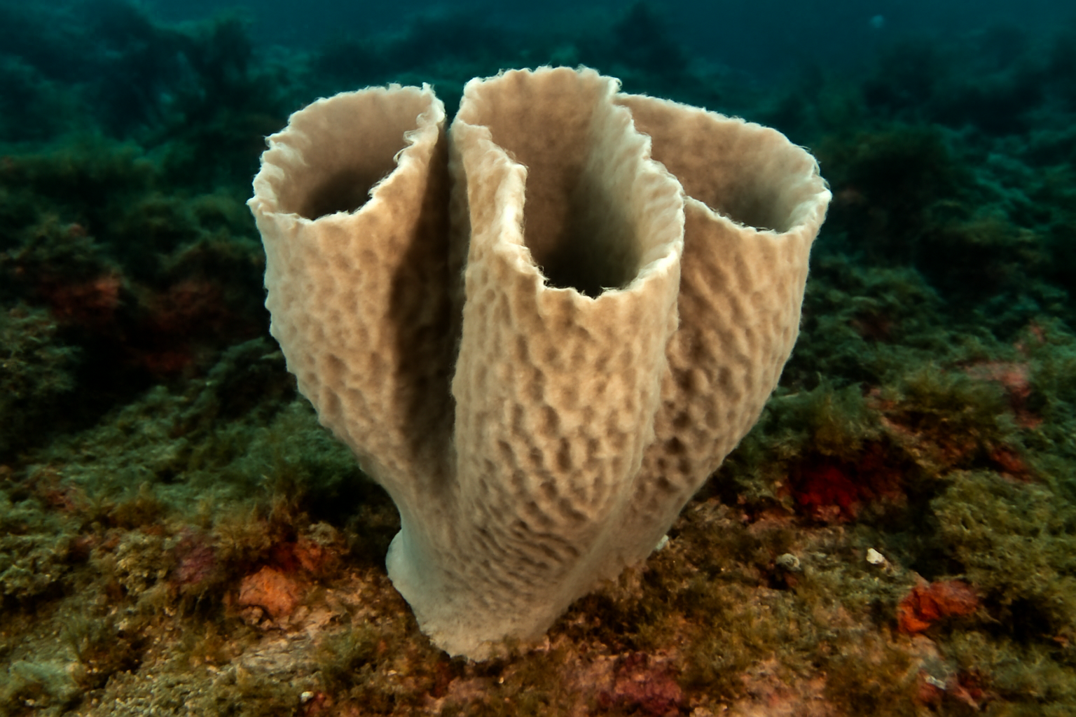 Austral Vase Sponge