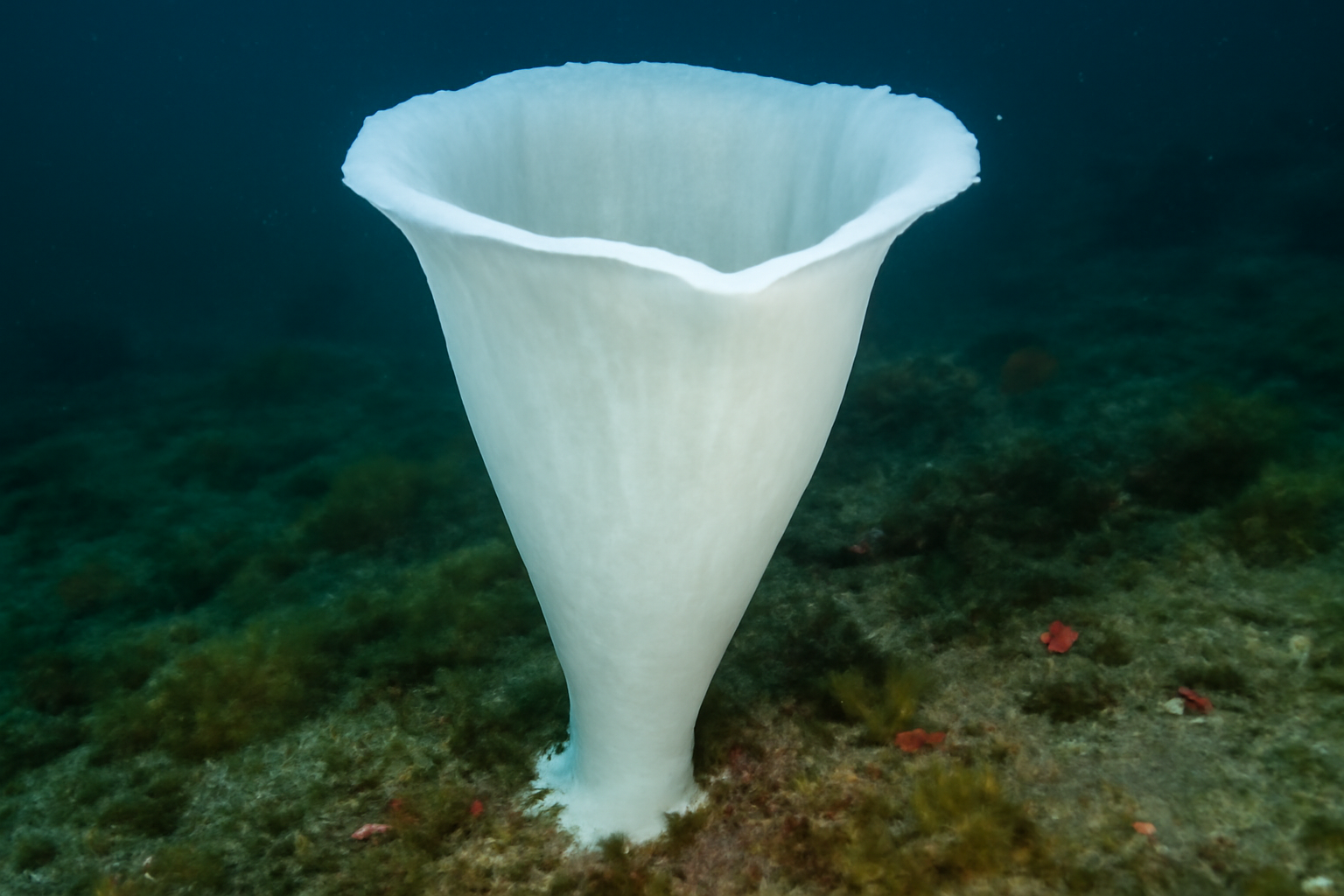 Glacier Sponge