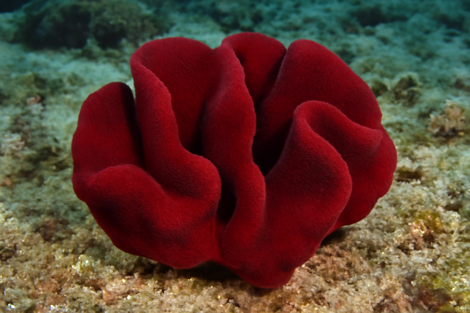 Red Velvet Sponge