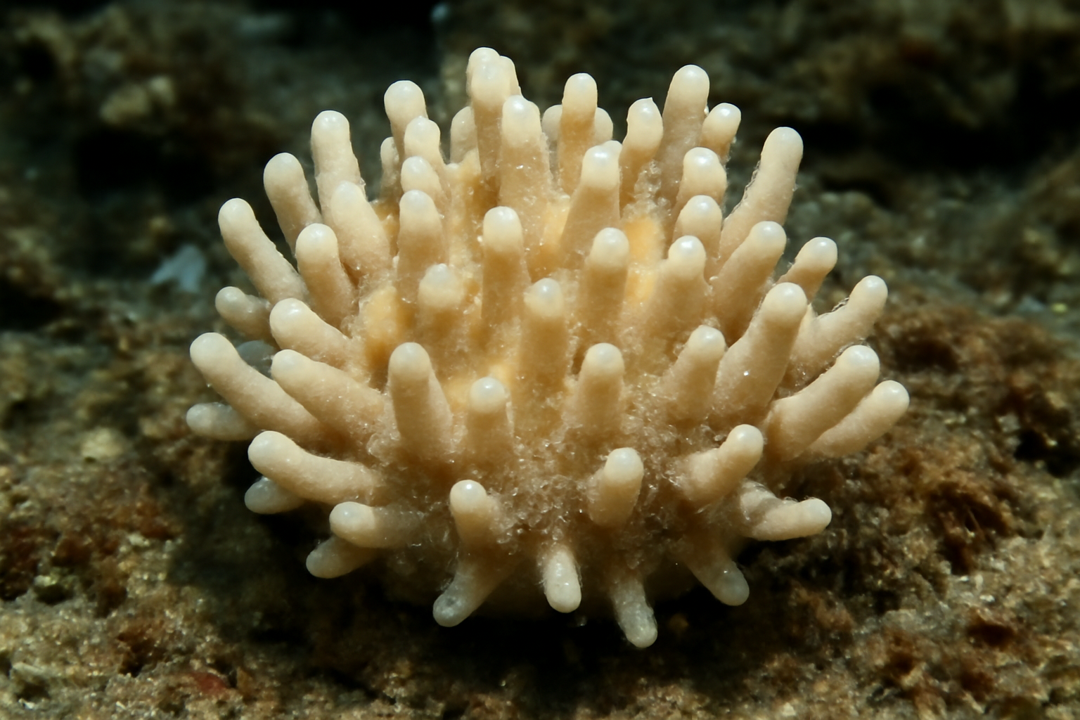 Papillate Sponge