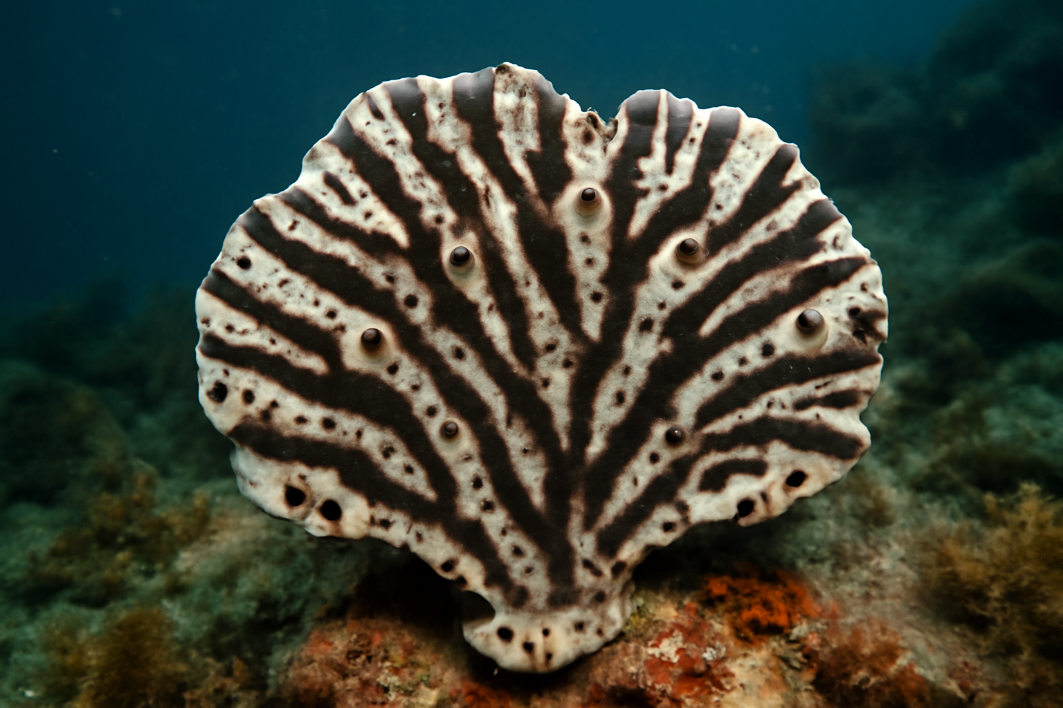 Zebra Sponge