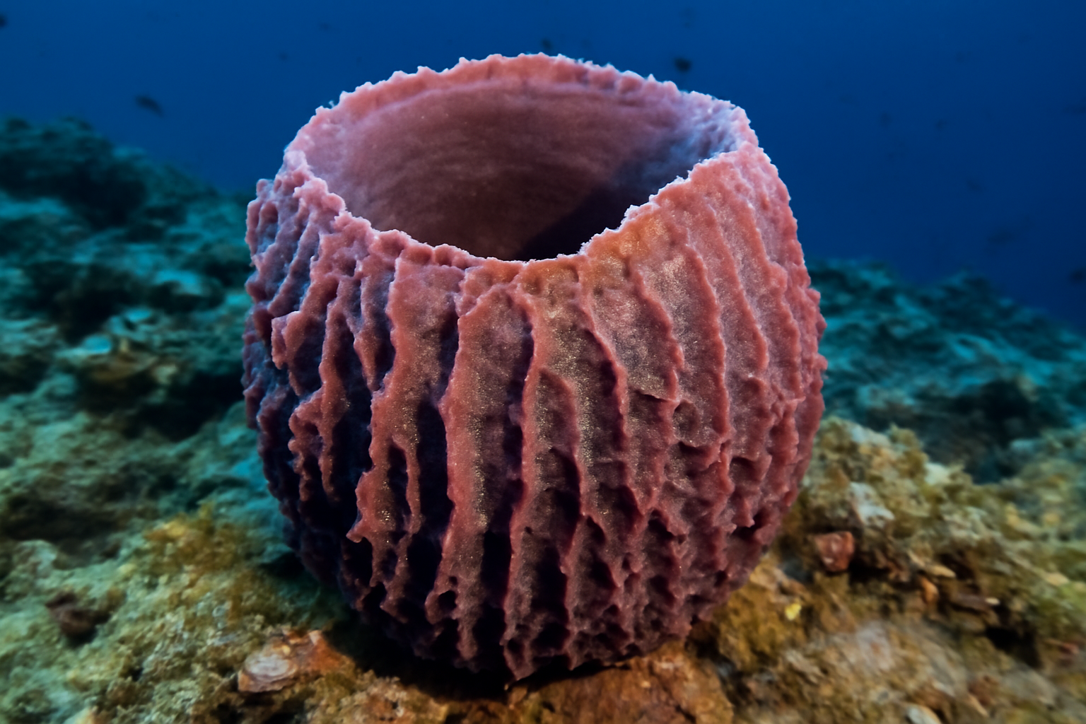 Barrier Reef Sponge