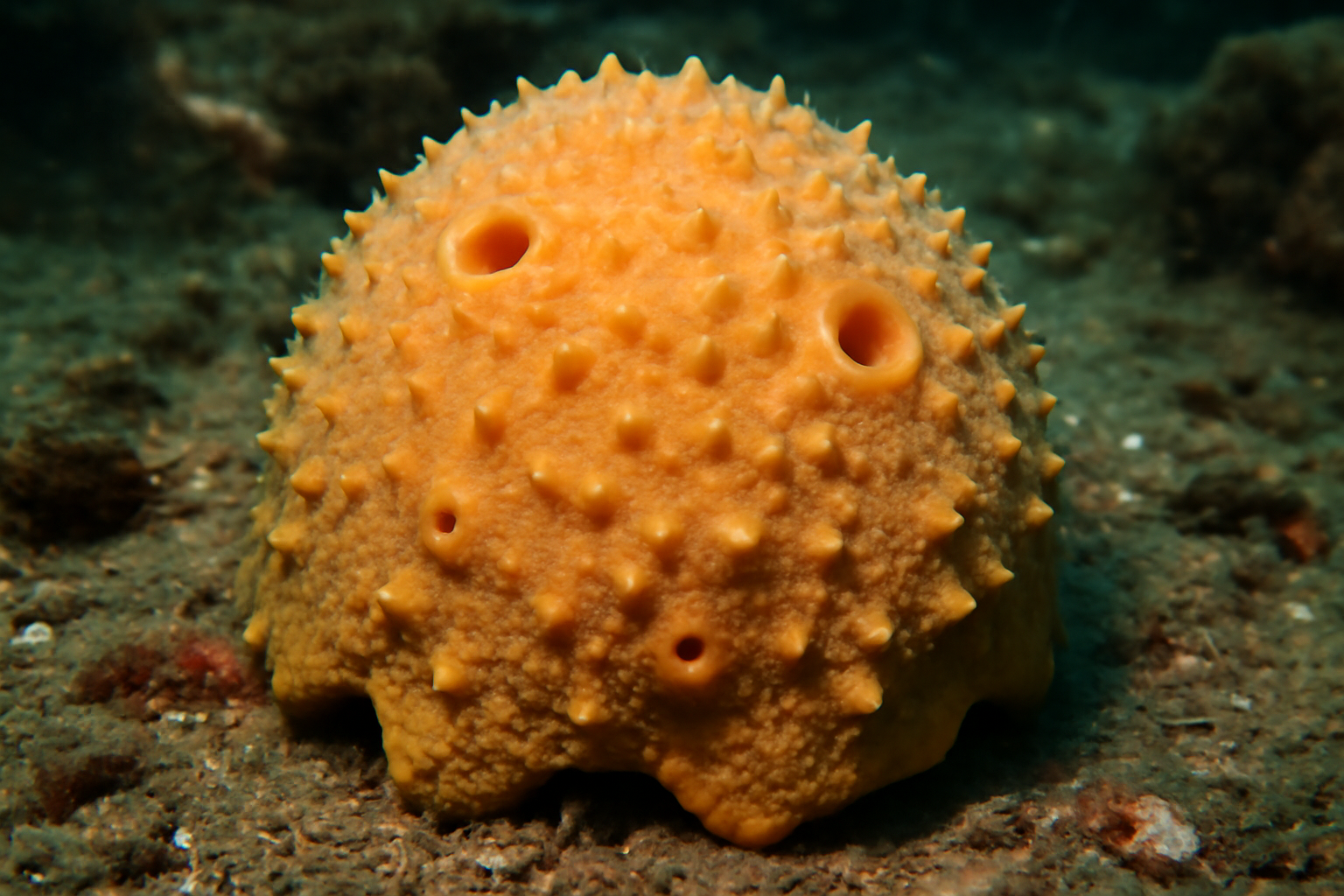 Southern Rough Sponge