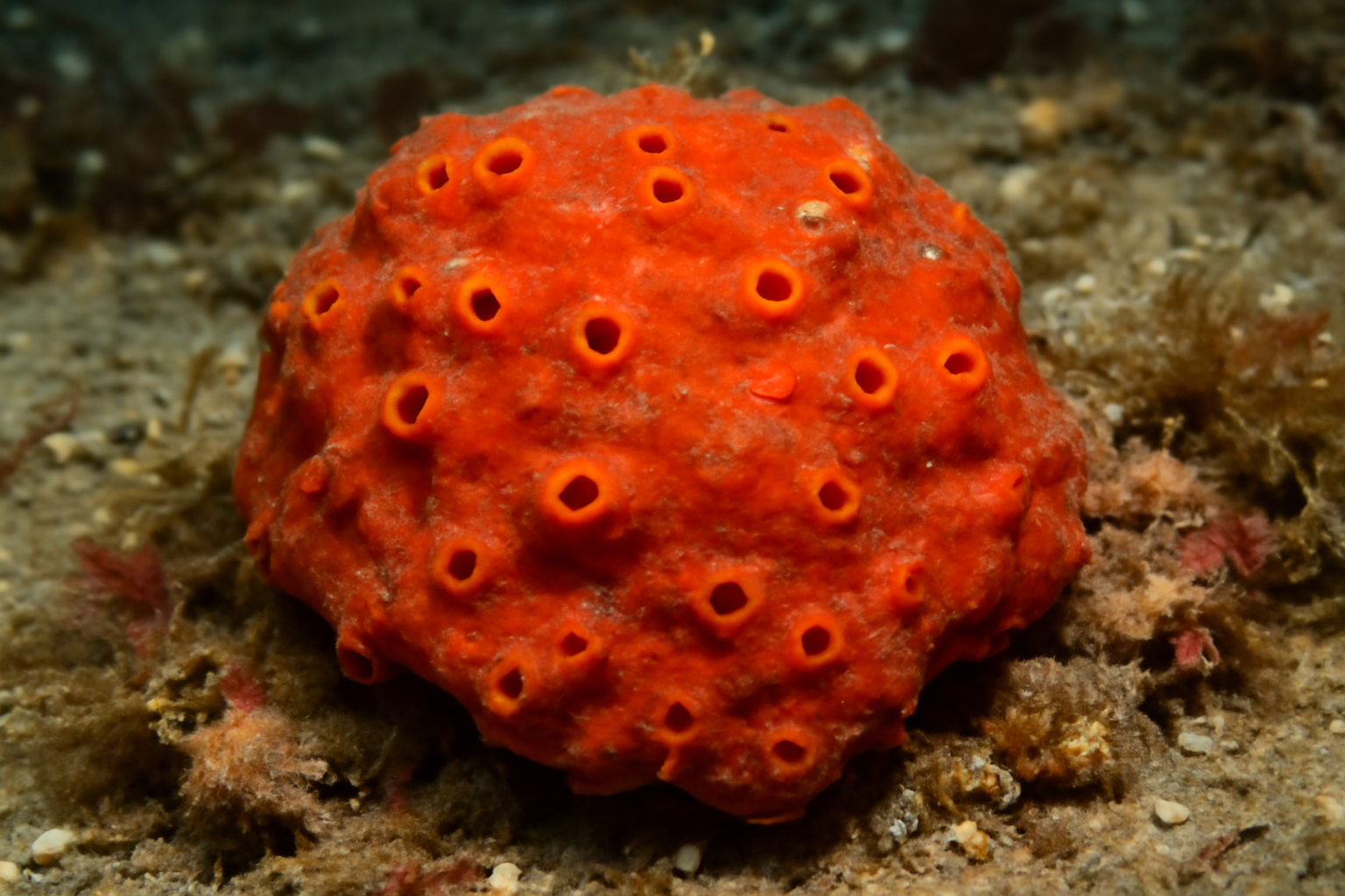 Red Boring Sponge