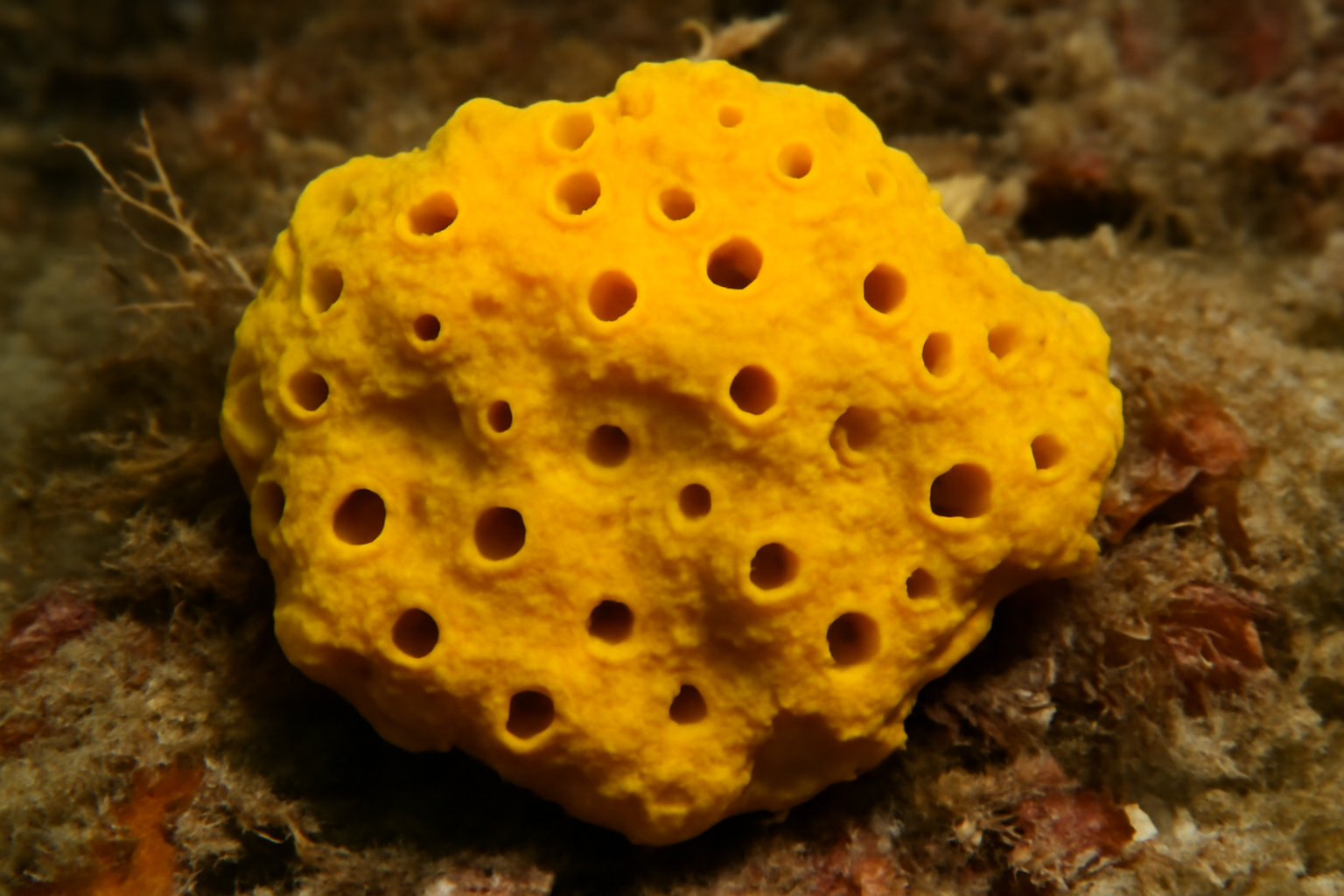 Yellow Boring Sponge