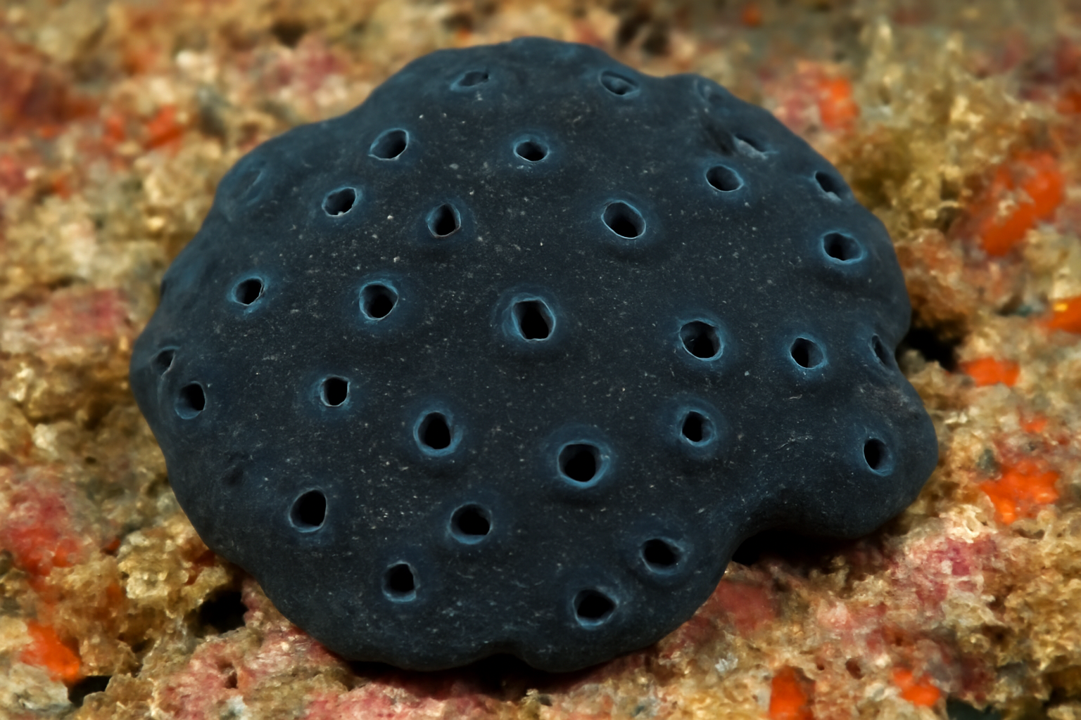Black Boring Sponge