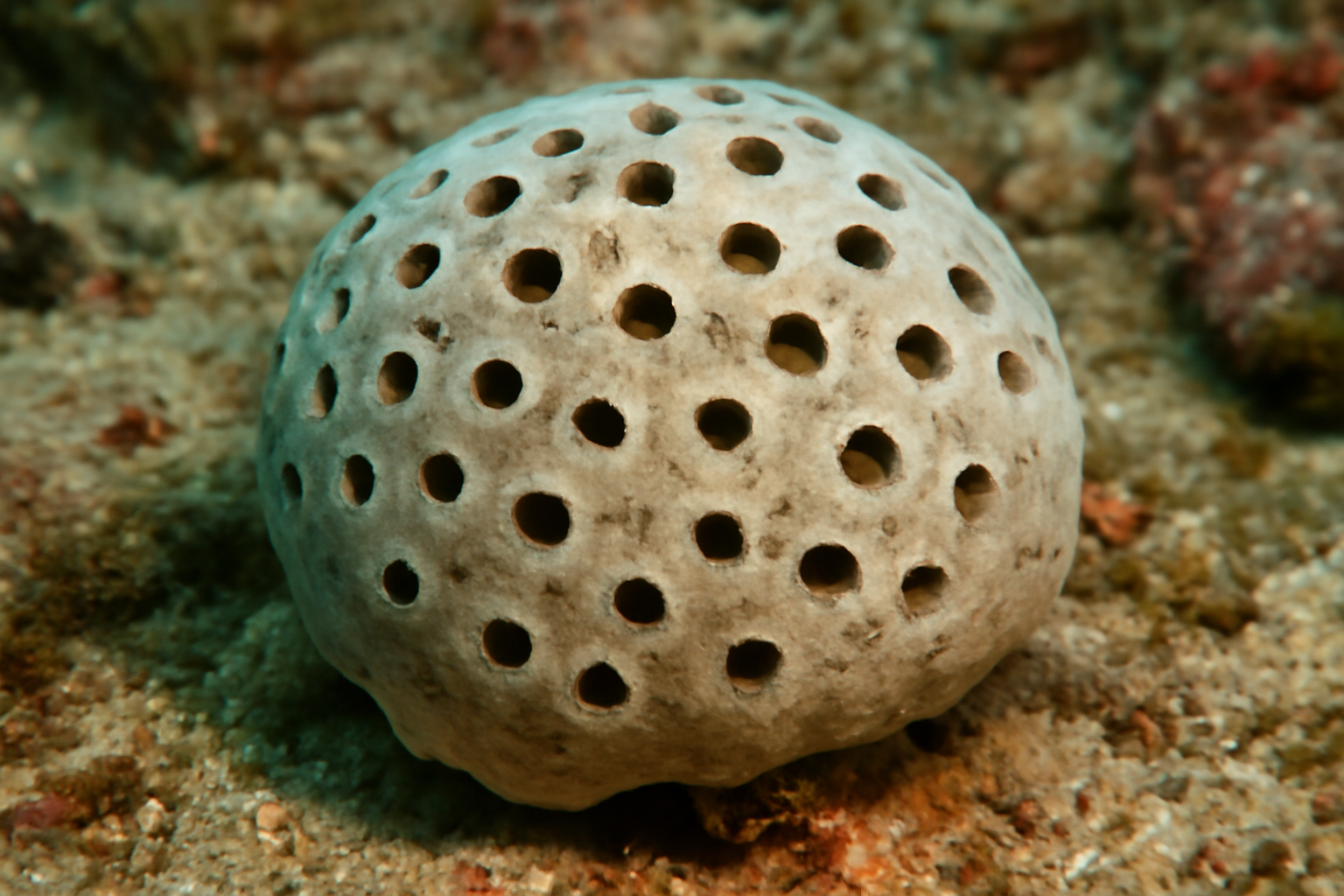 Pitted Sponge