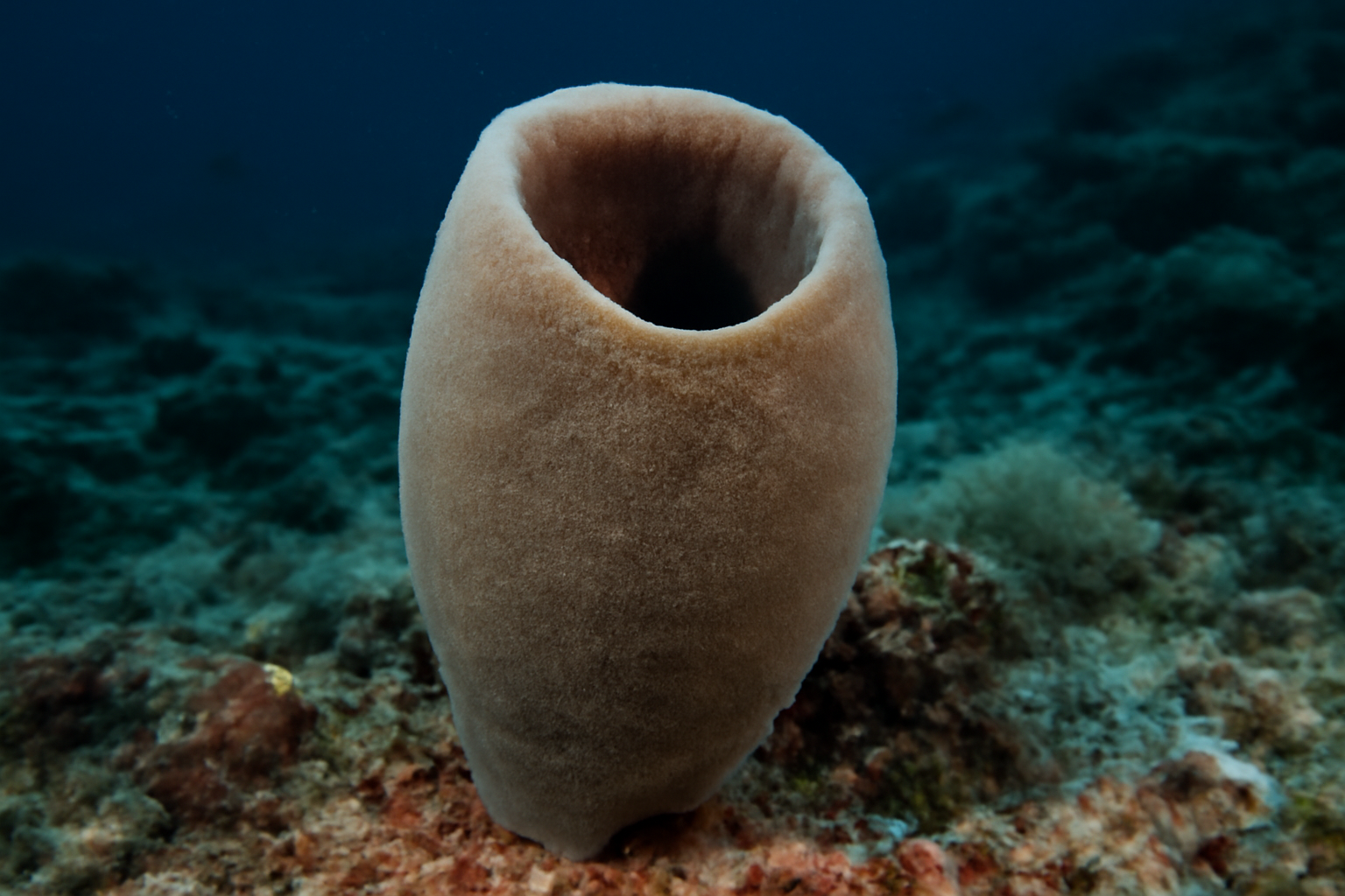 Characella lendenfeldi