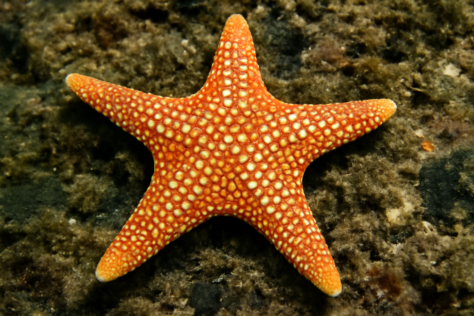 Cladothenea Spotted Starfish