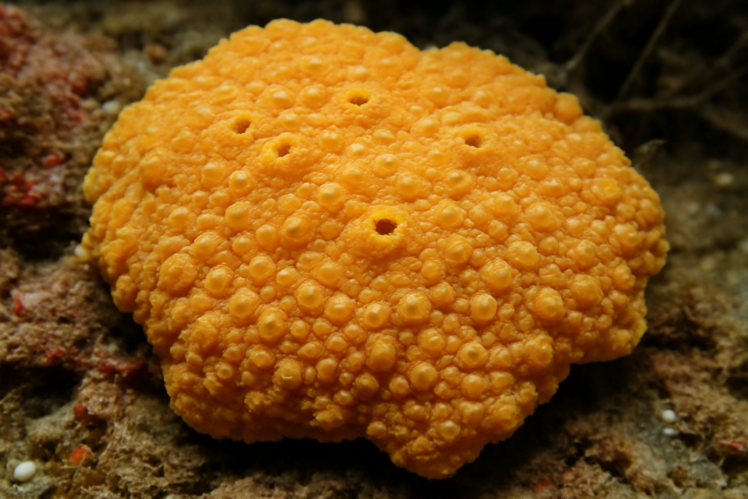 Granular Encrusting Sponge