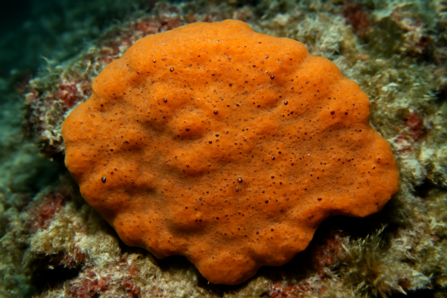 Reef Encrusting Sponge