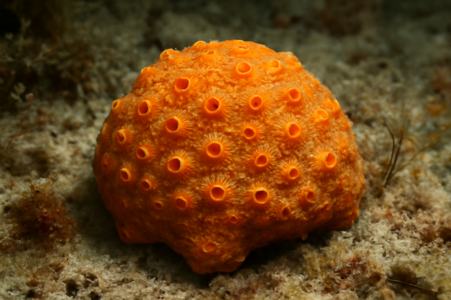 Little Penares Sponge