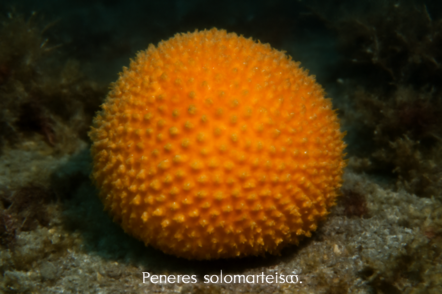 Penares solomonensis