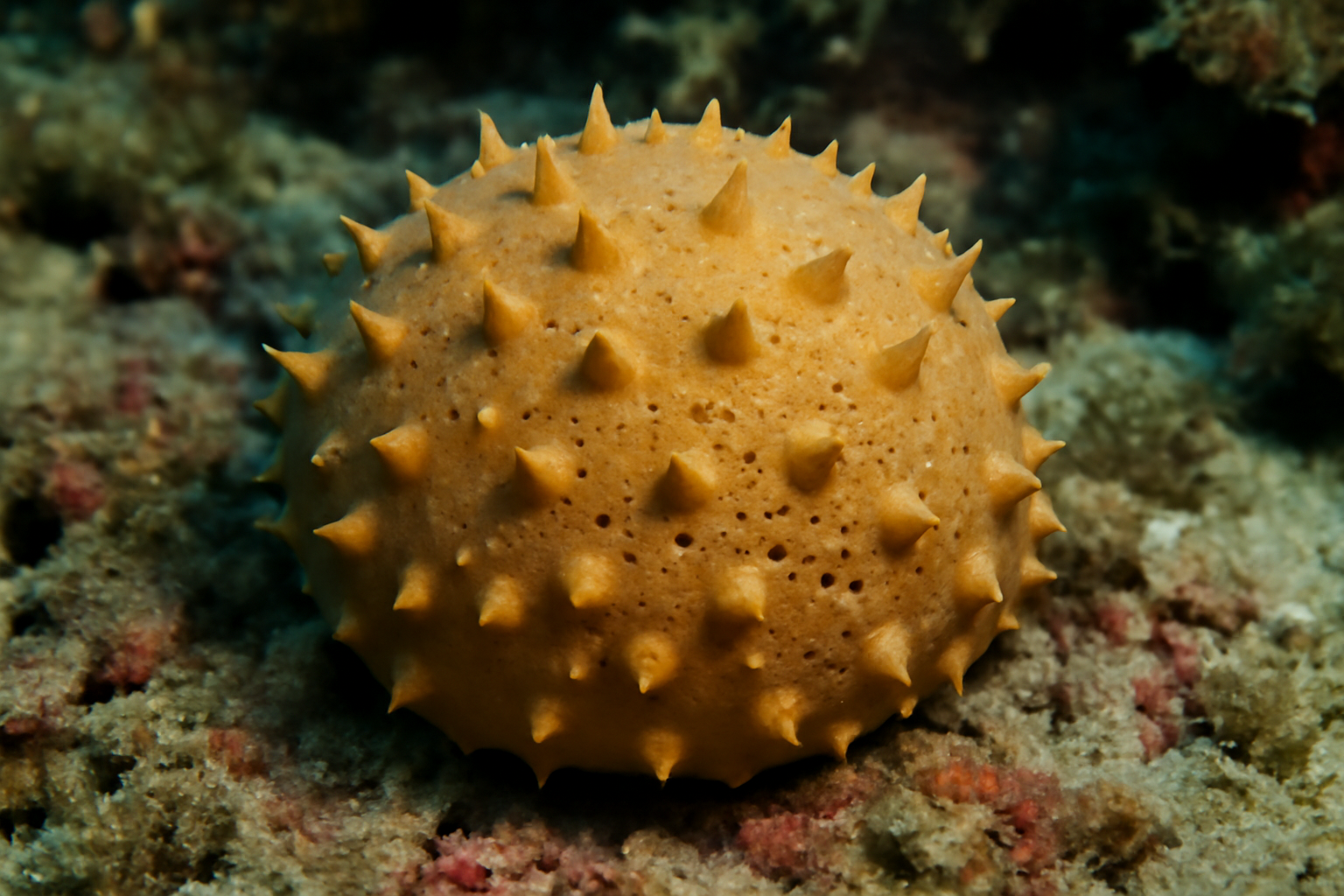 Stelletta grubii