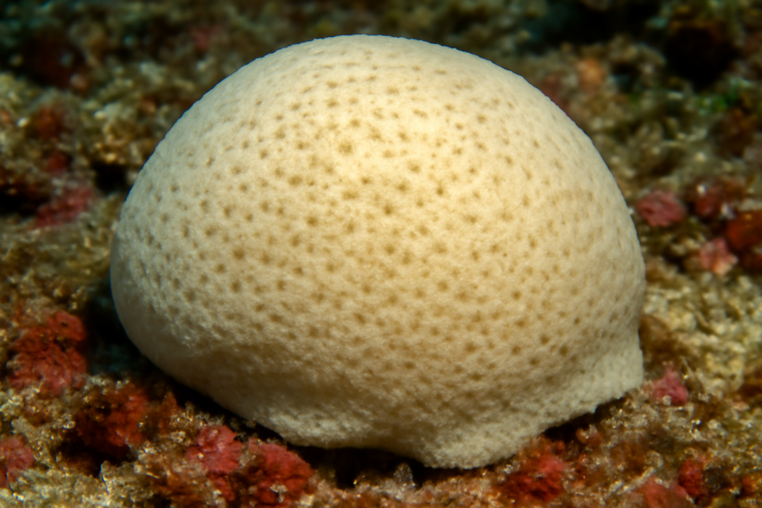 Stelletta tenuis