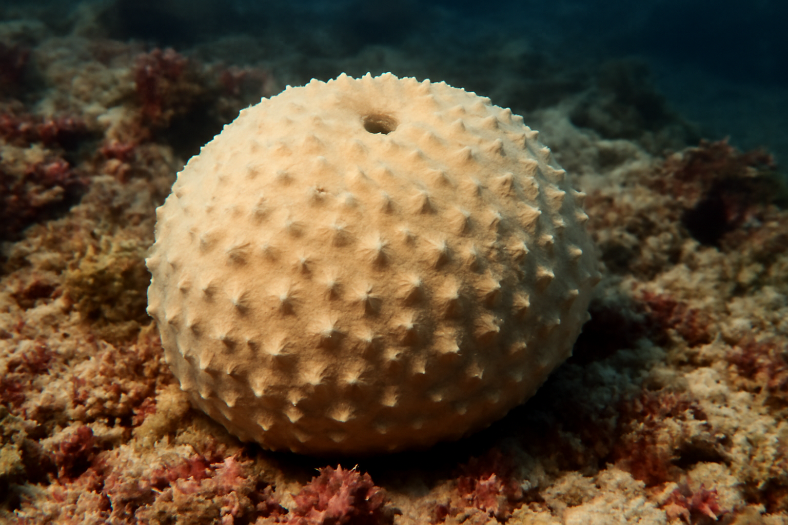 Stelletta hiwasaensis