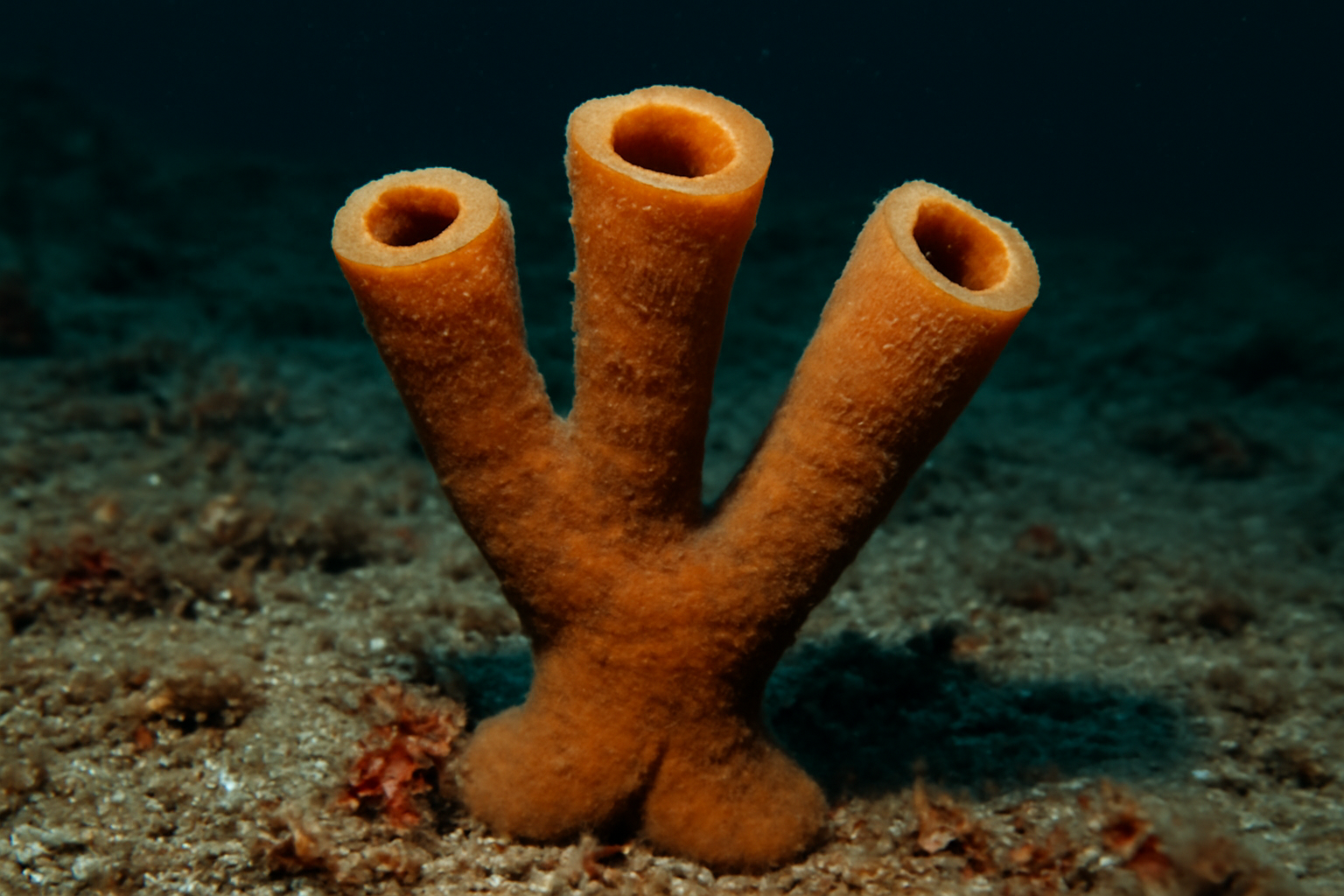 Vulcanella Sponge