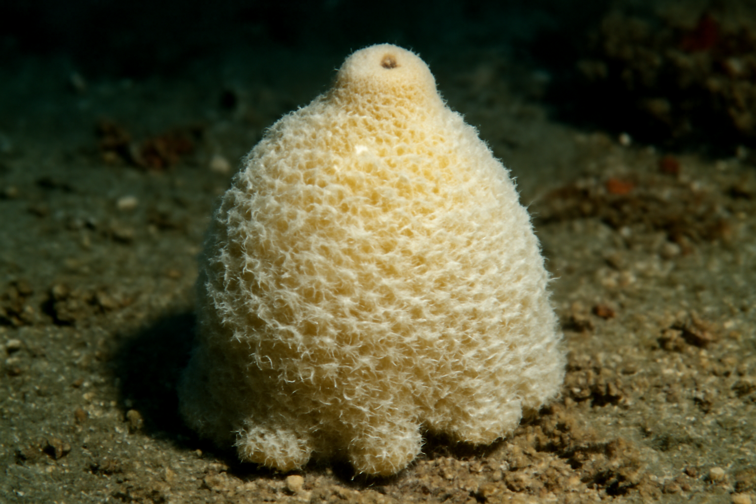 Rough Vulcanella