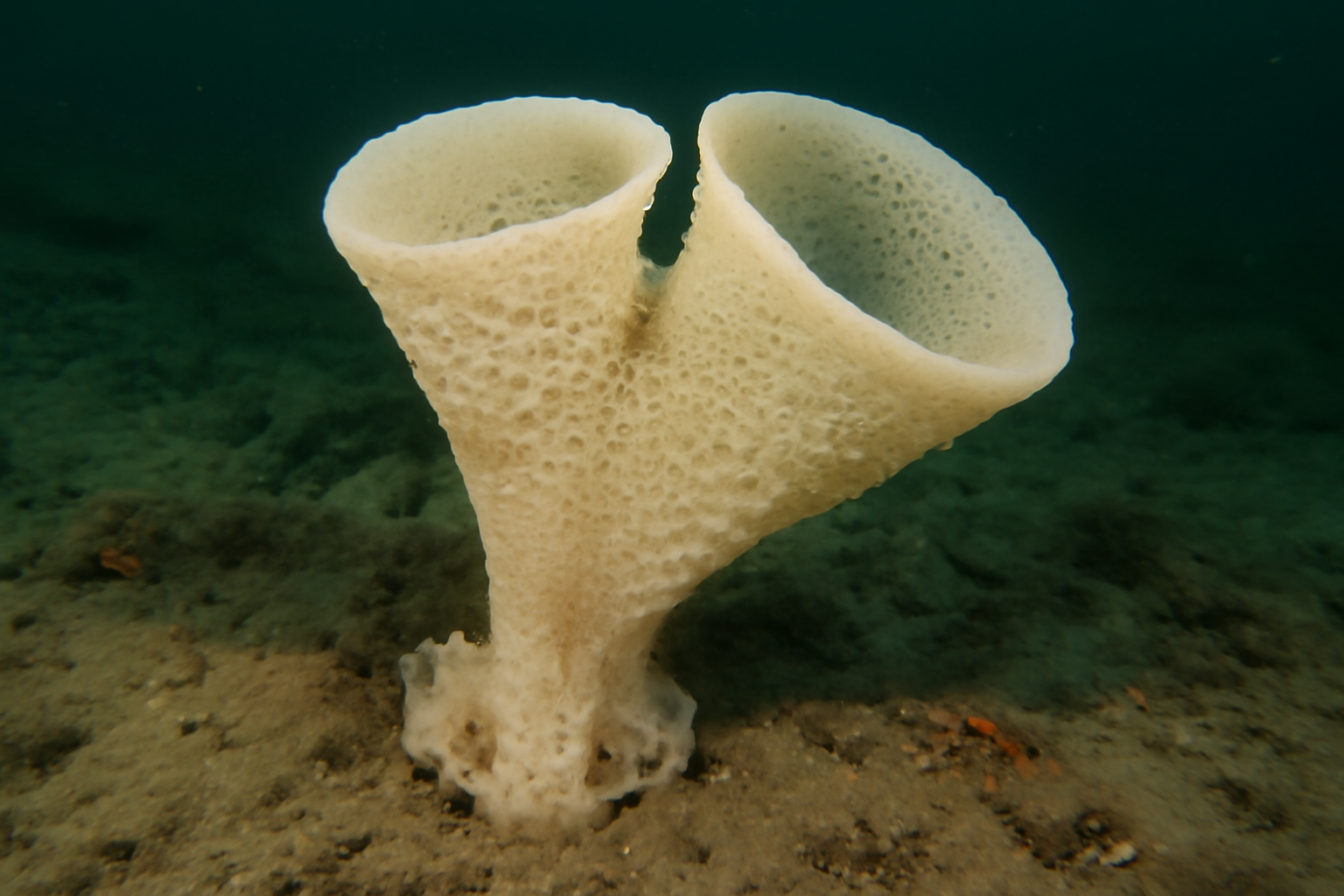 Beaufort Sea Glass Sponge