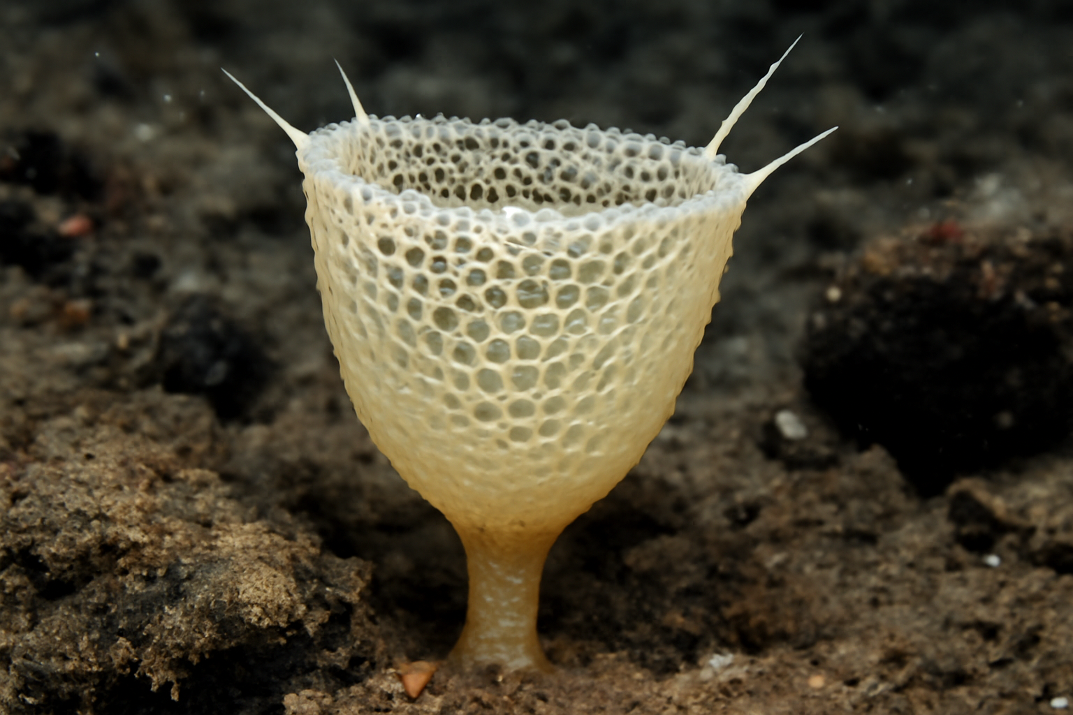Farrea quadrispinosa