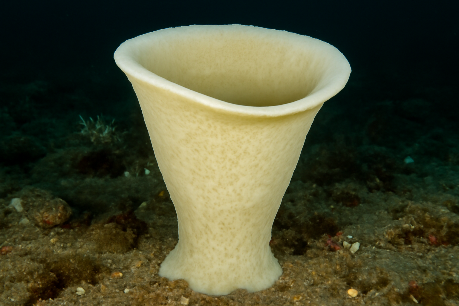 Arctic bell sponge