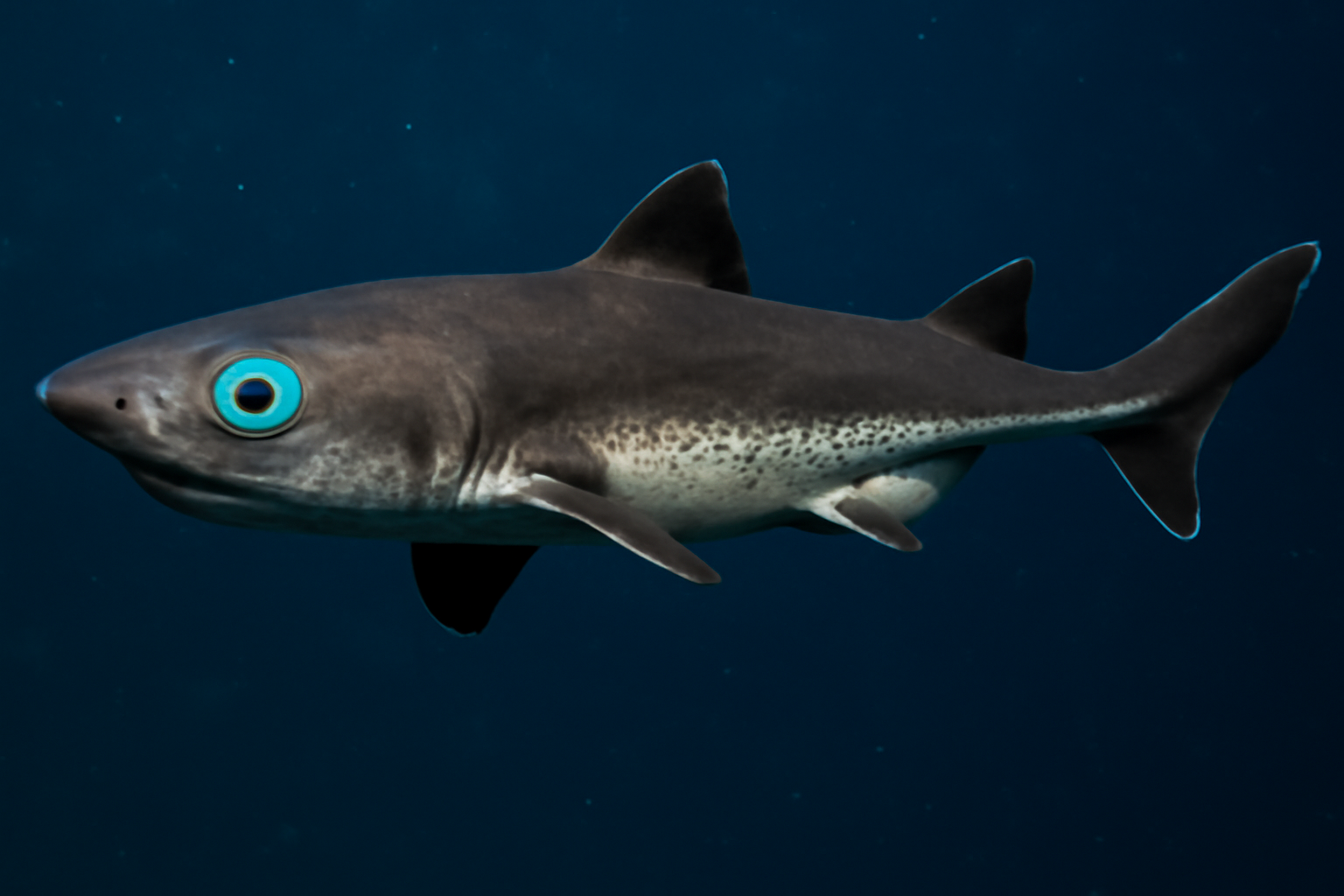 Minami's Lantern Shark