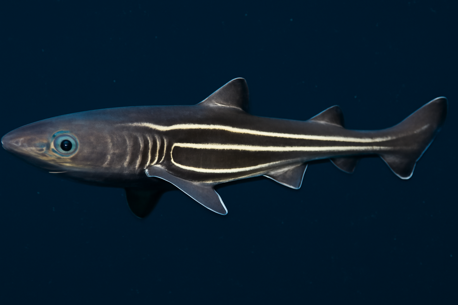 Lined Lanternshark