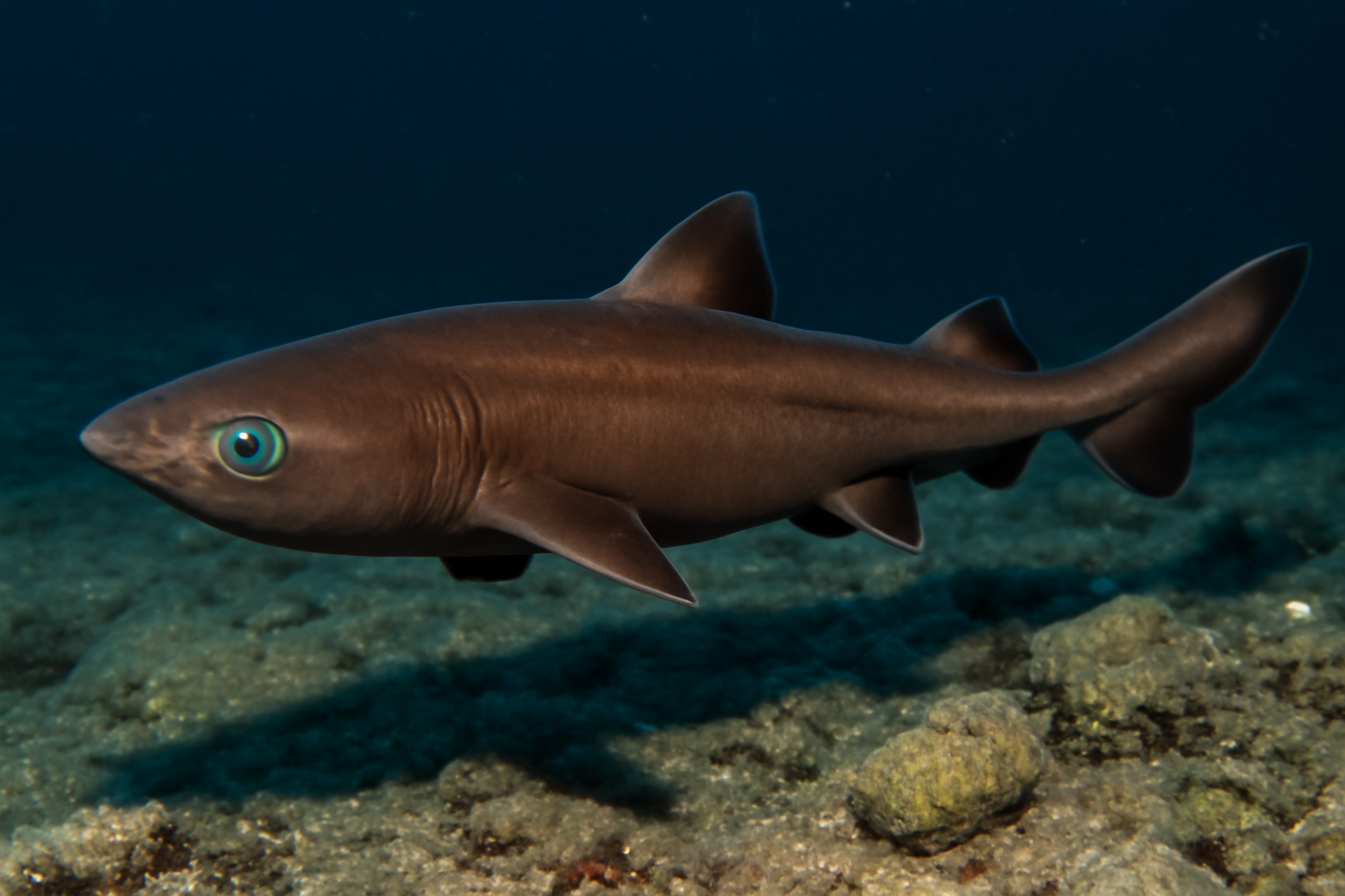 Brown Lanternshark