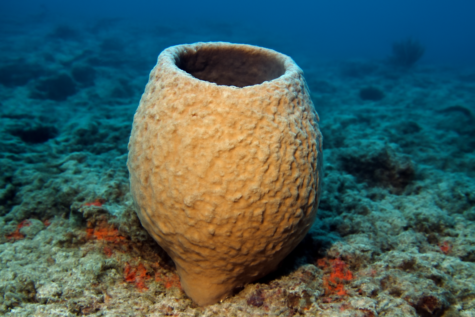 Hard Sponge