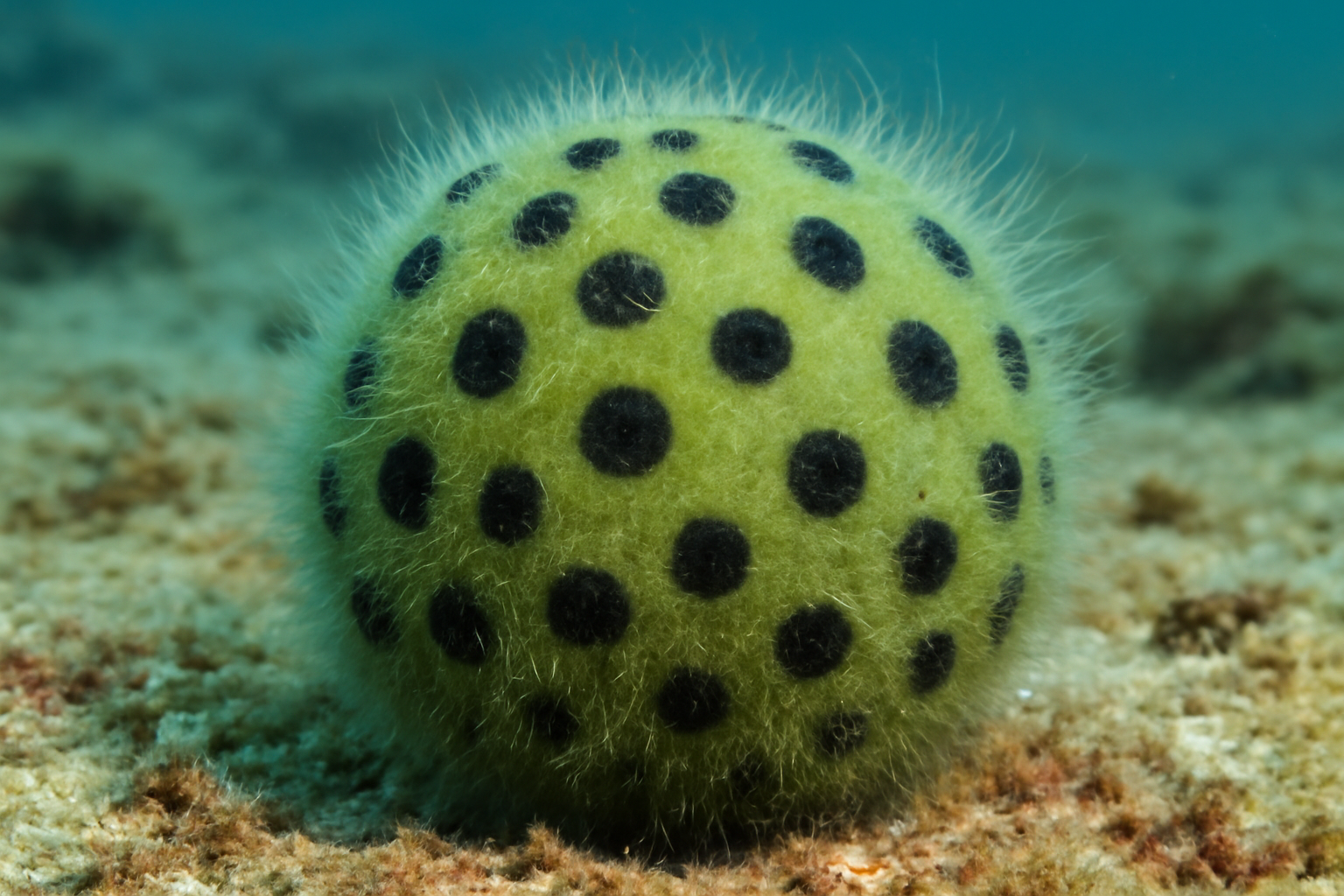 Ink-spot Cladophora