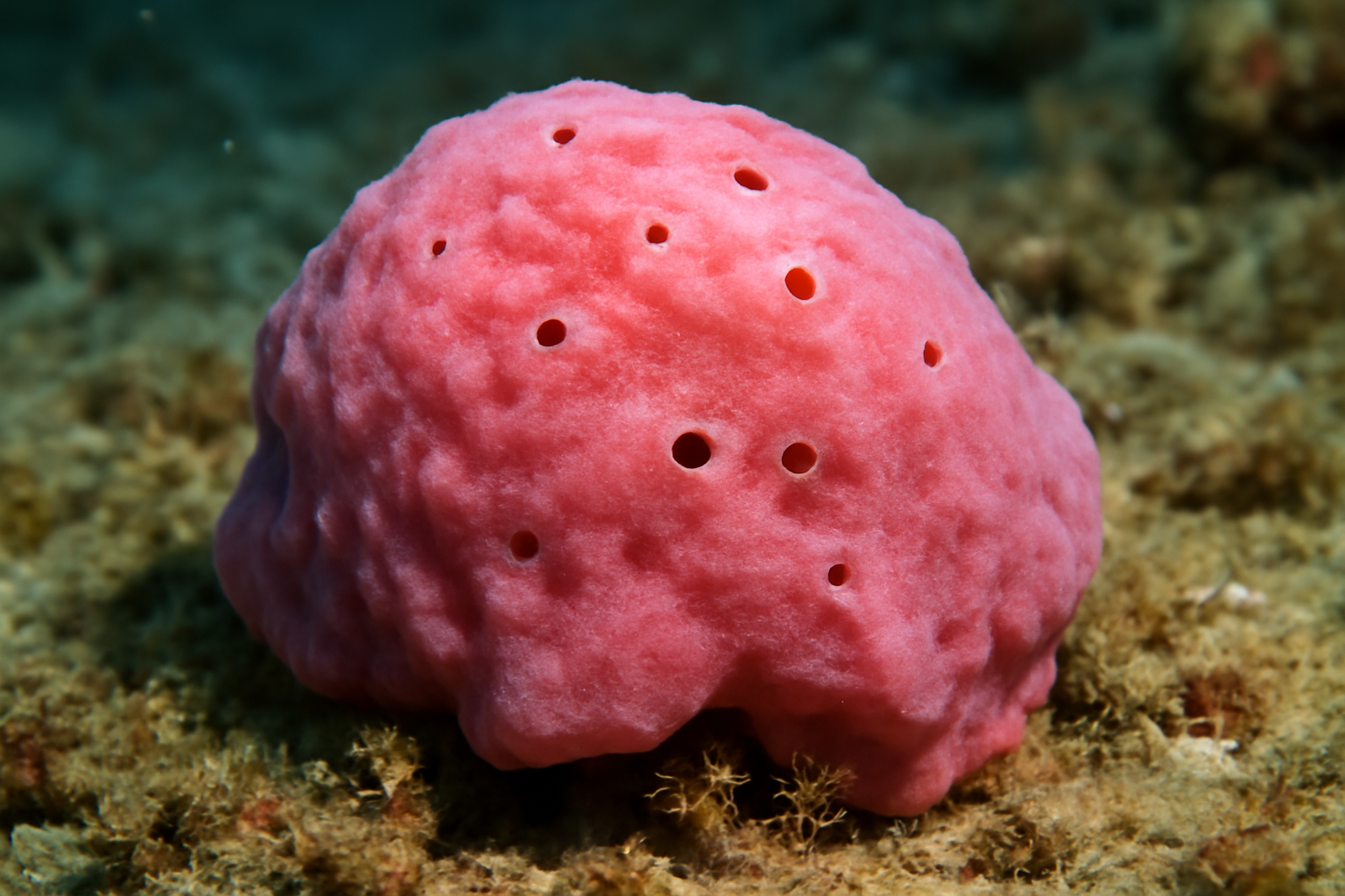 Pink sponge