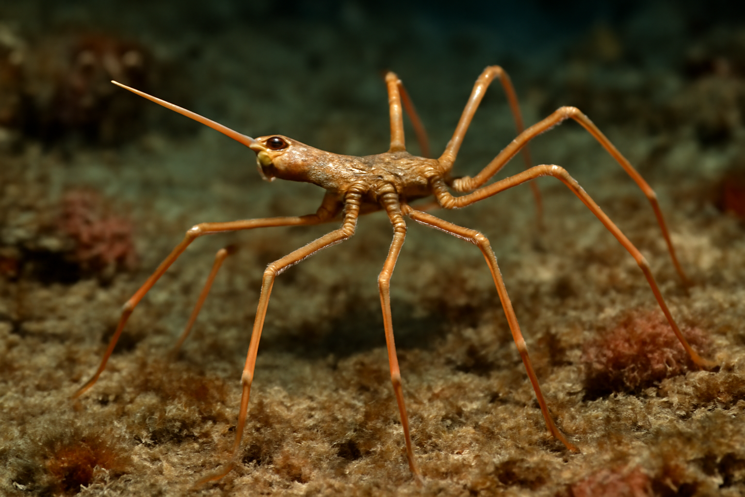 Spinner Sea Spider
