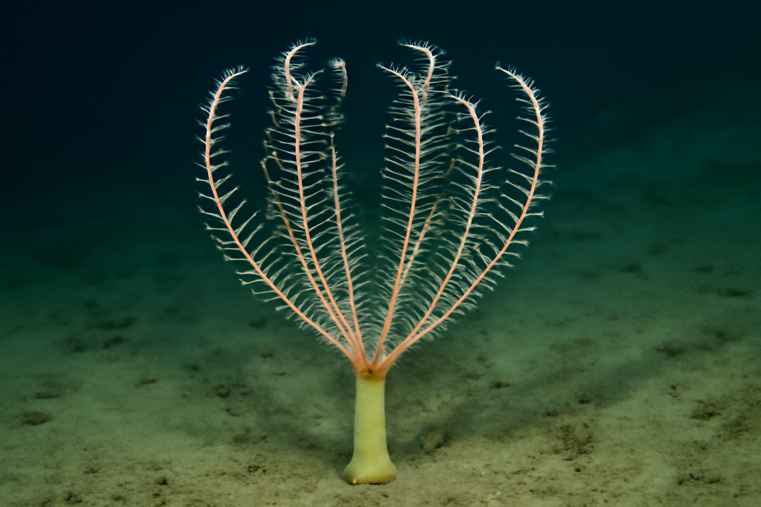 Harp Sponge