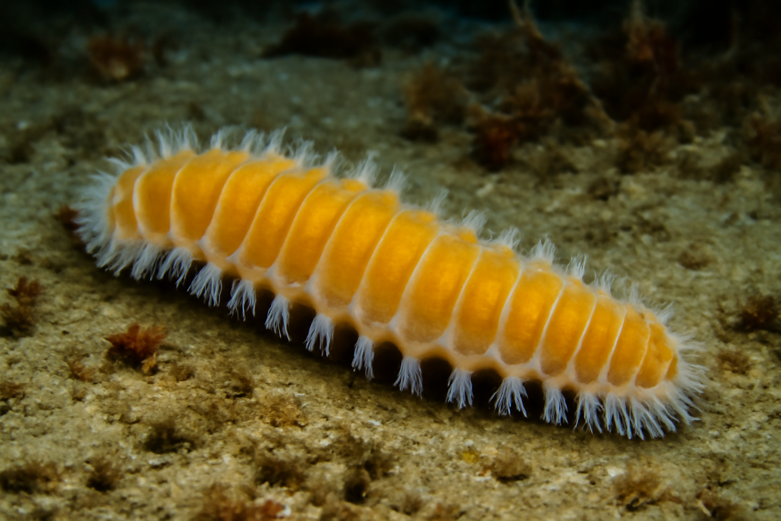 Millipede Sponge