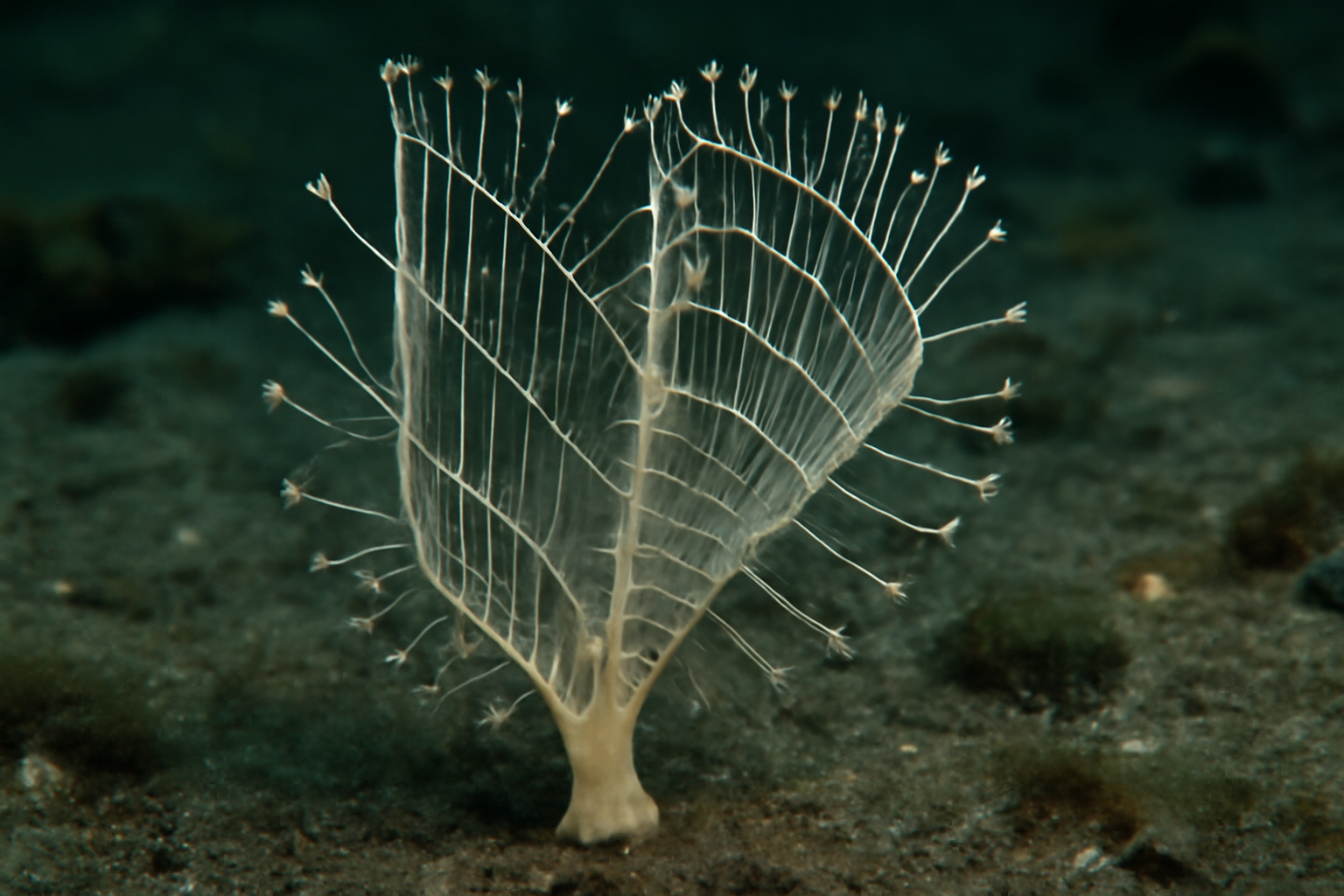 Carnivorous Sponge