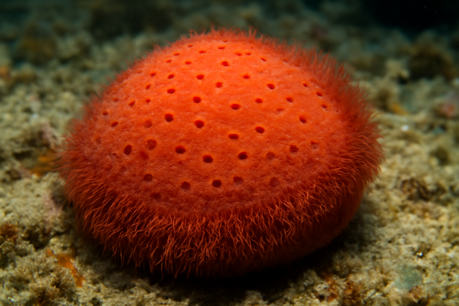 Red Fringe Sponge