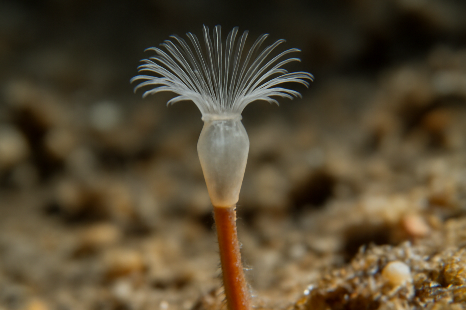 Loxosomella aloxiata